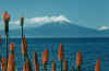 Patag_Osorno_volcano.jpg (44953 bytes)